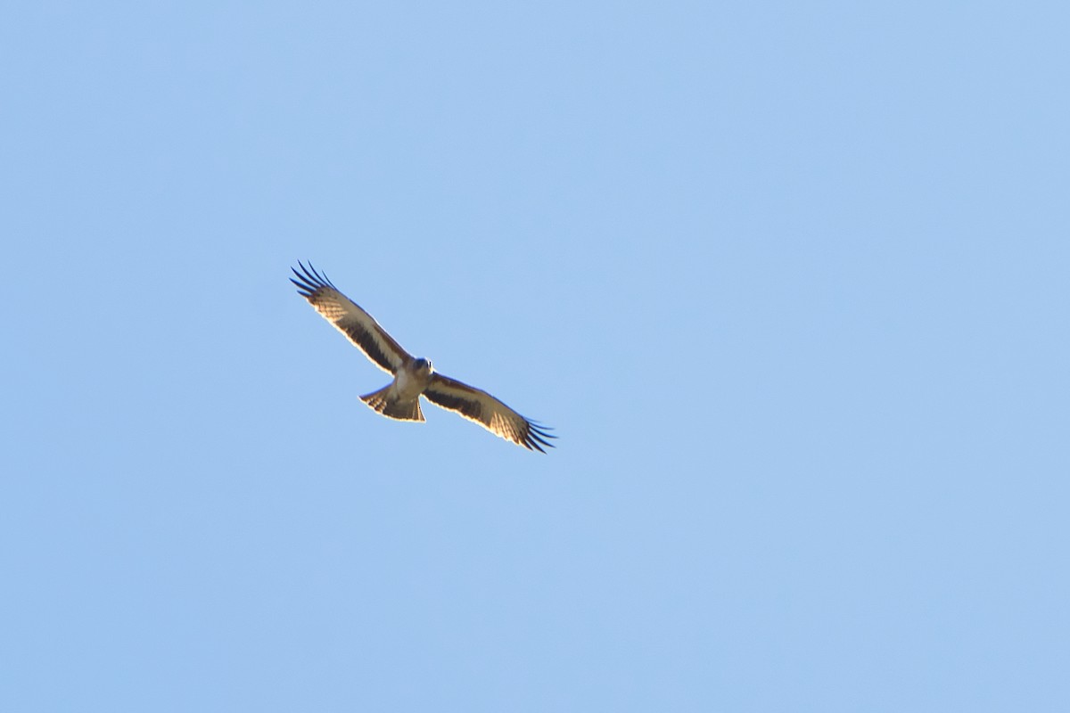 Австралийский орёл-карлик - ML620653256