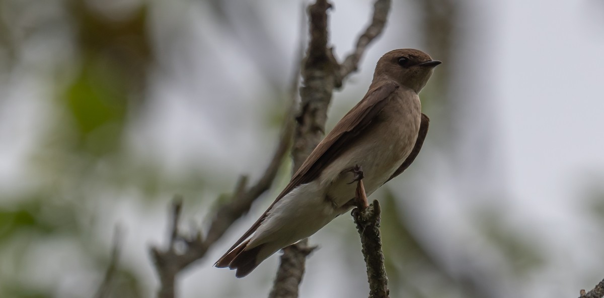 Northern Rough-winged Swallow - ML620653258
