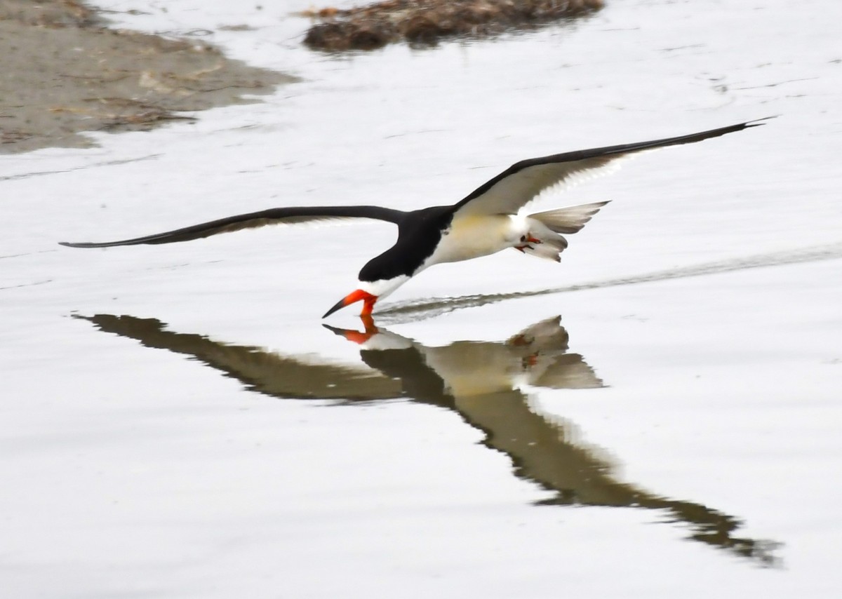 Black Skimmer - ML620653259