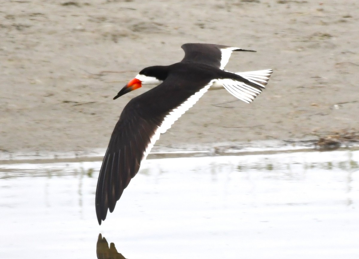 Black Skimmer - ML620653261