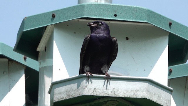 Purple Martin - ML620653265