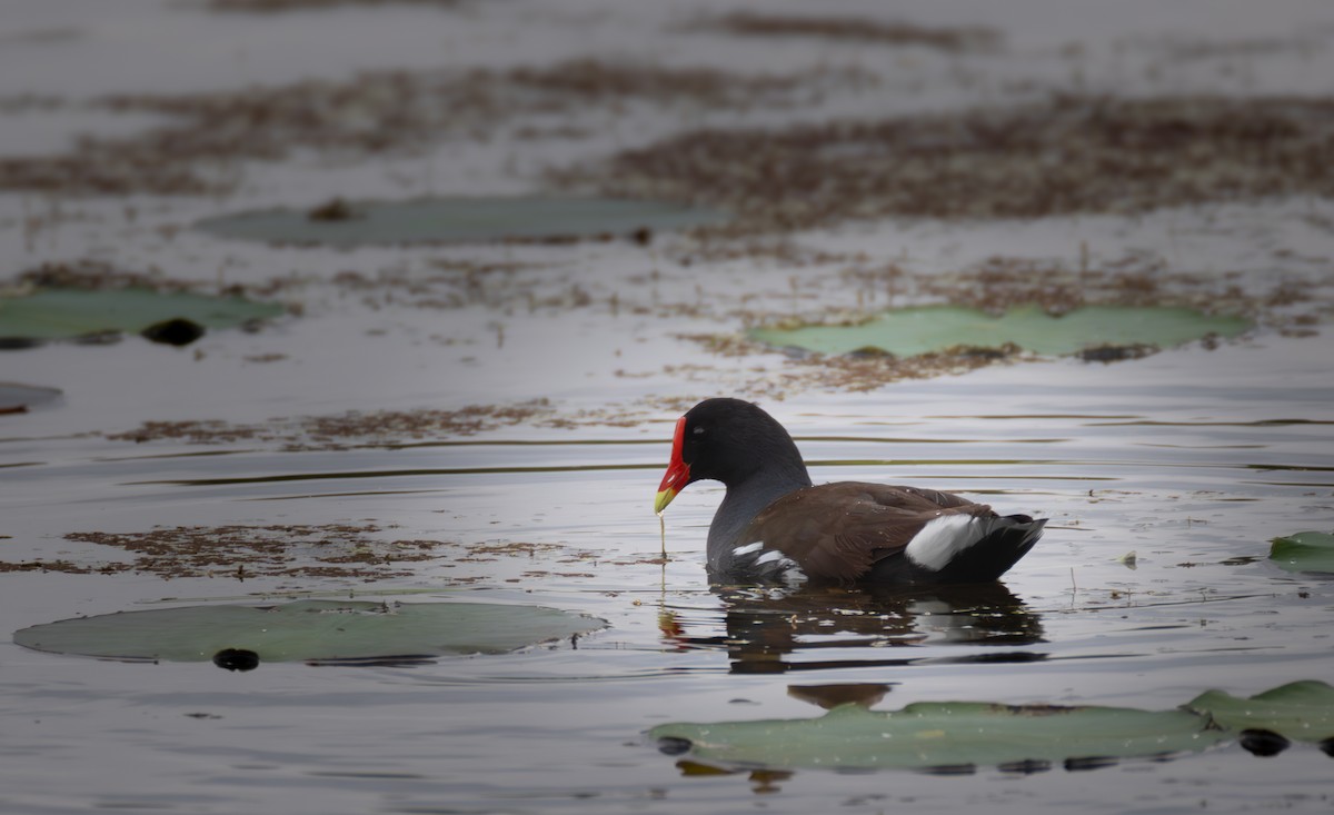 Common Gallinule - ML620653269