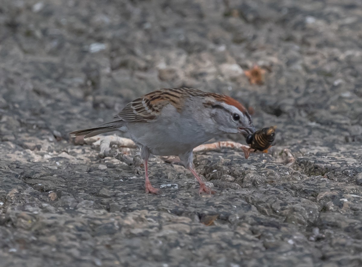 Chipping Sparrow - ML620653270