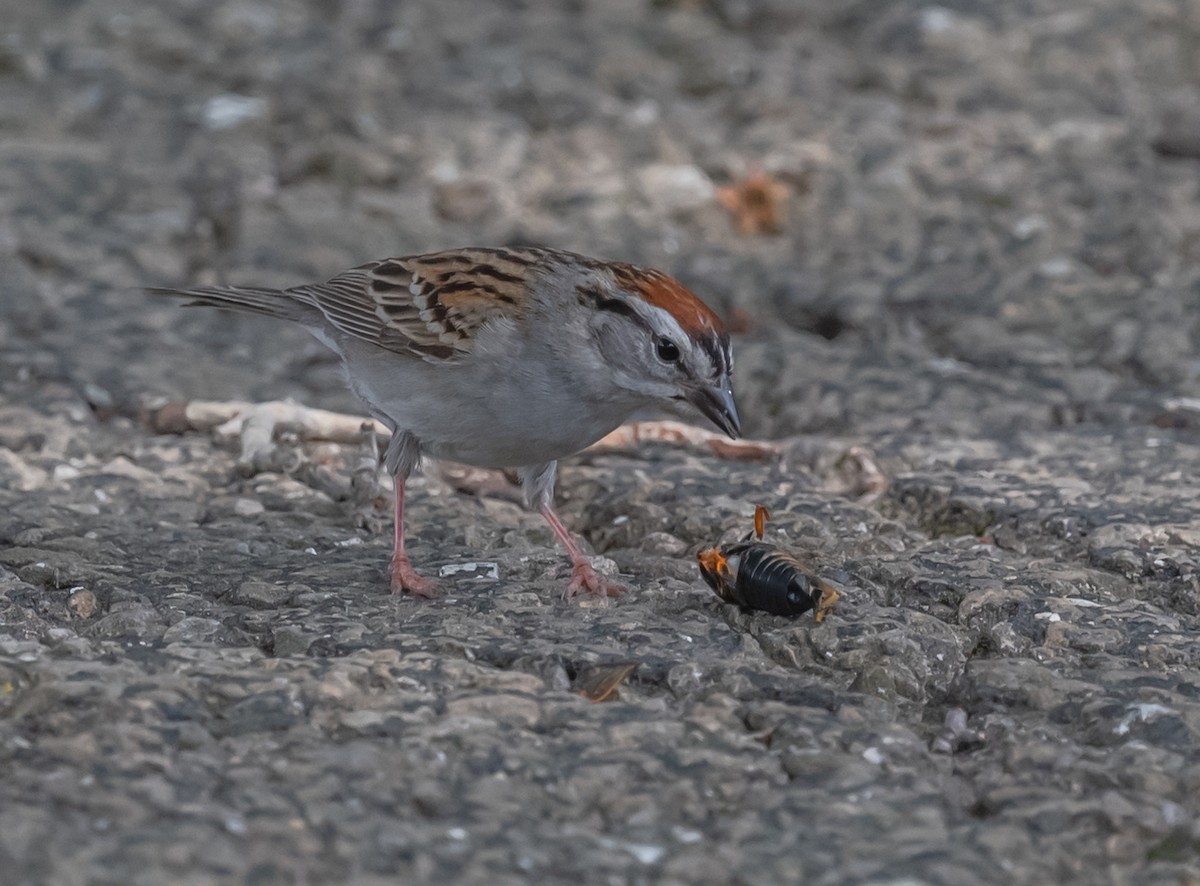 Chipping Sparrow - ML620653271