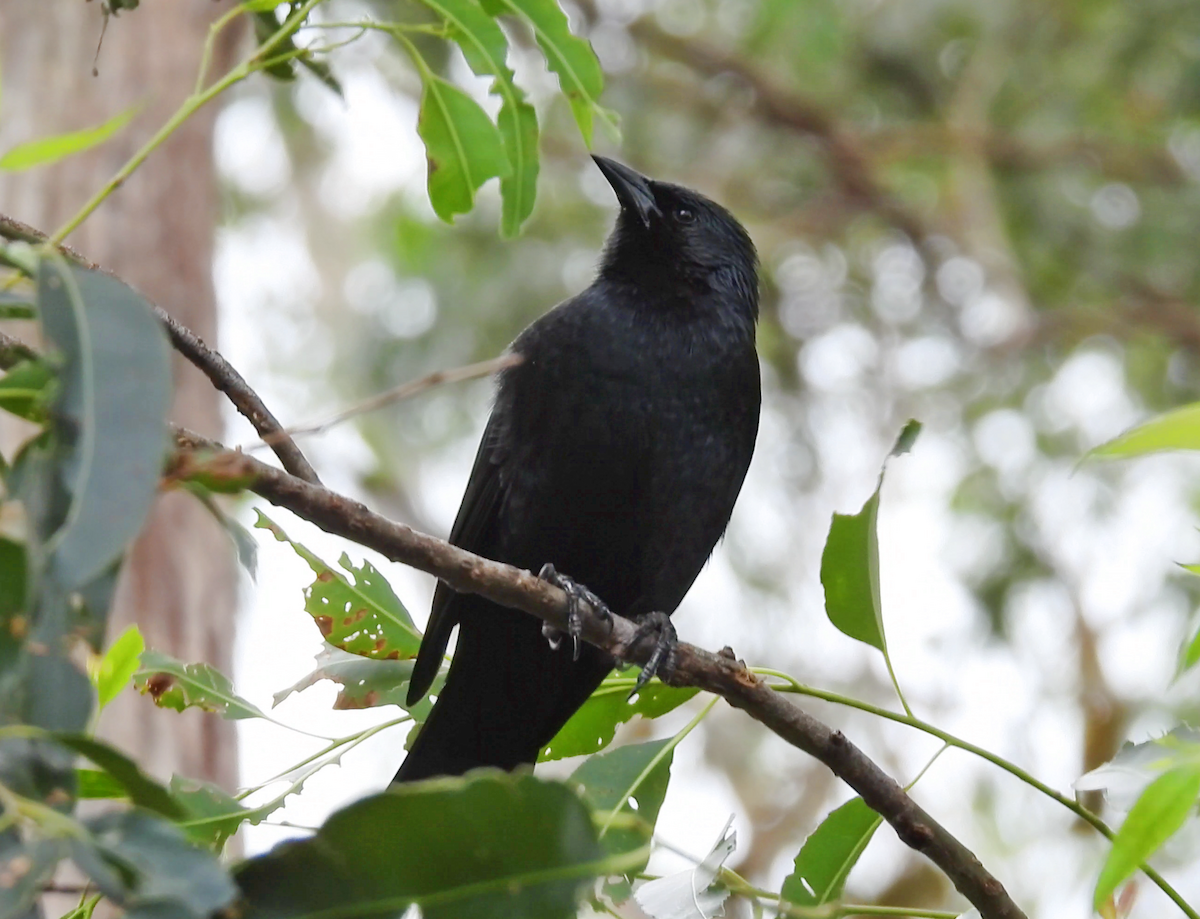 Chopi Blackbird - ML620653272