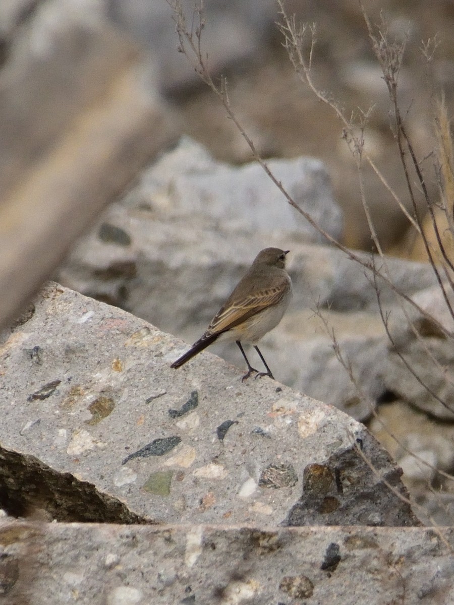 Spot-billed Ground-Tyrant - ML620653275