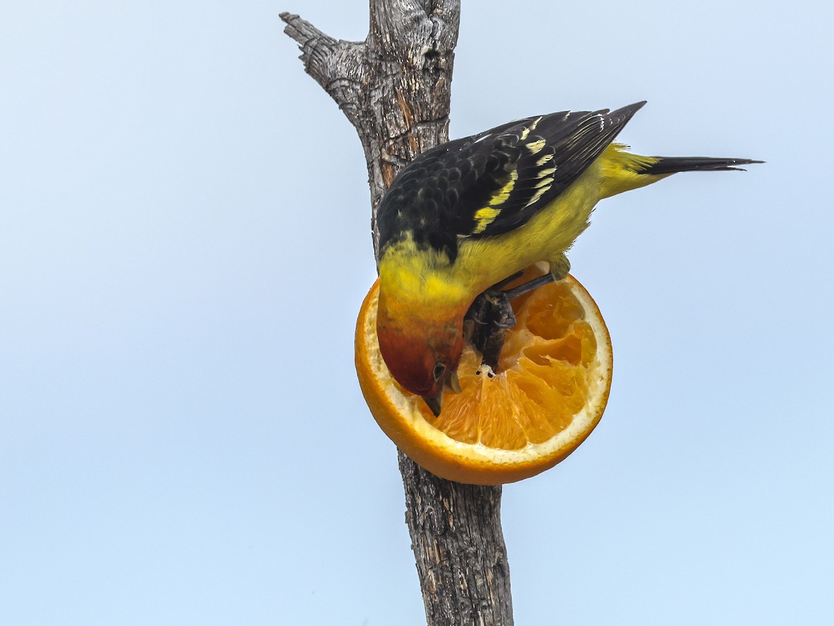 Western Tanager - ML620653278