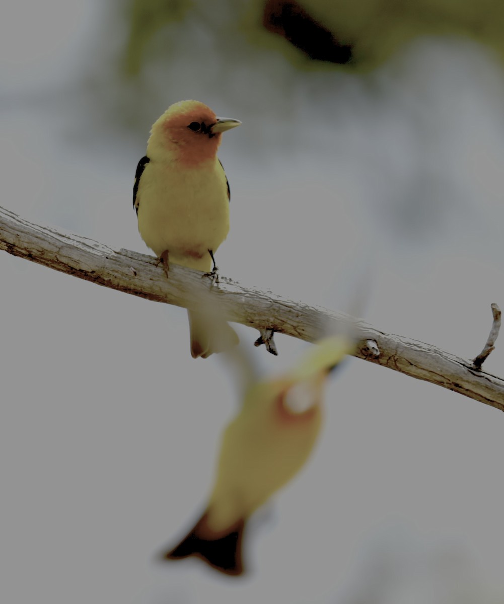 Western Tanager - ML620653279