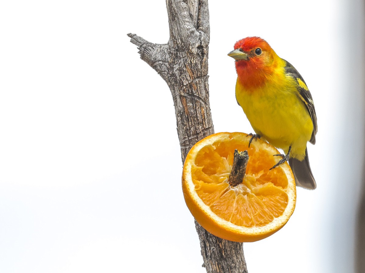 Western Tanager - ML620653280