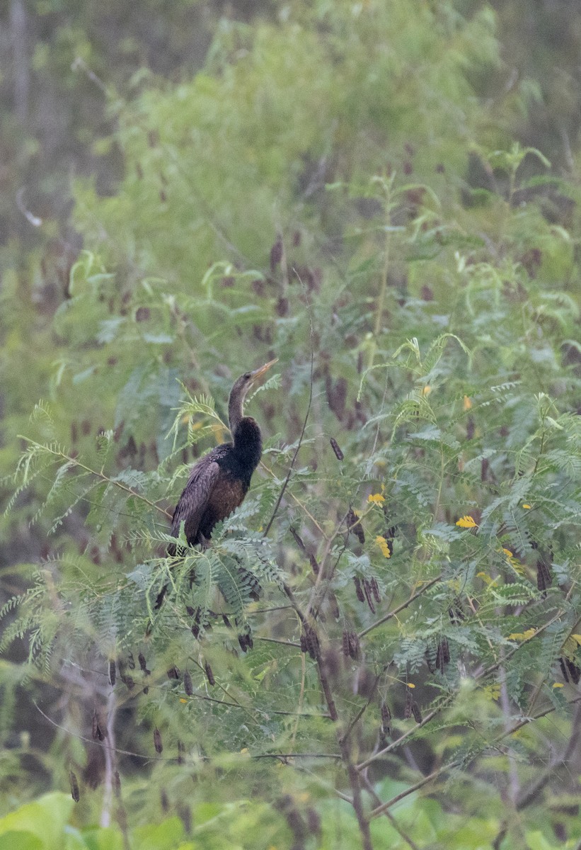 Anhinga - ML620653281