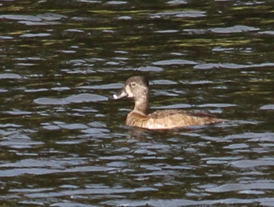 Ring-necked Duck - ML620653285