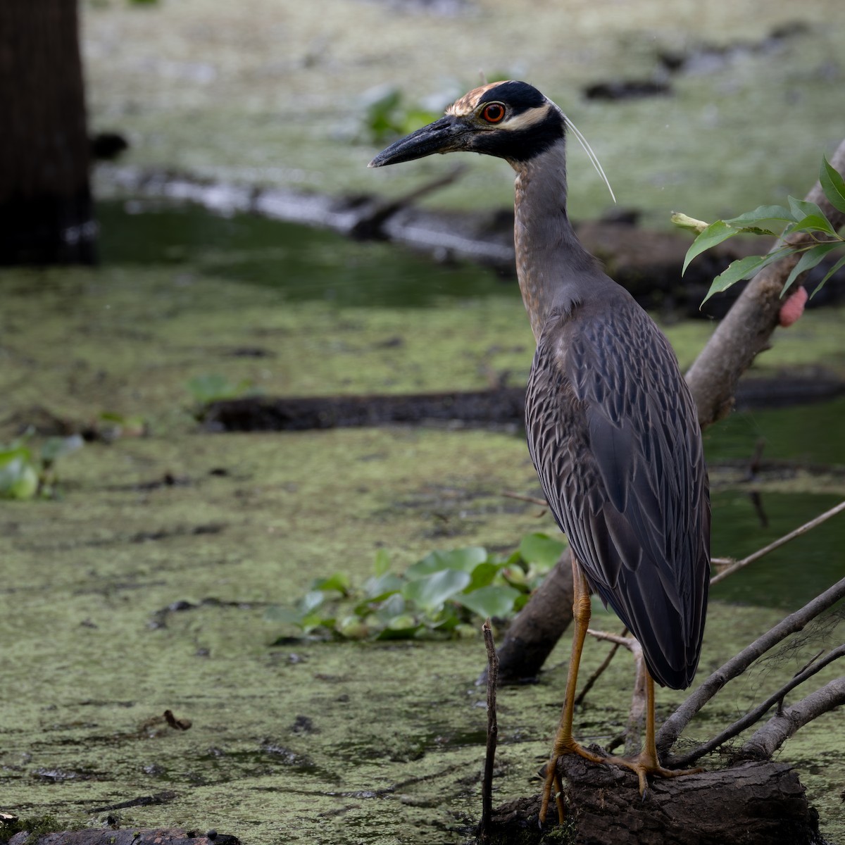 Yellow-crowned Night Heron - ML620653286