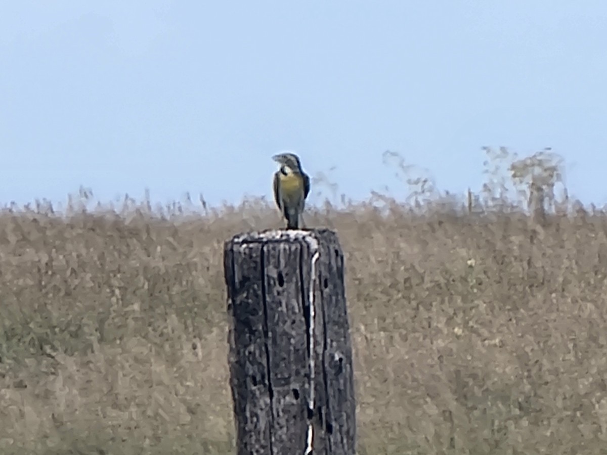 Dickcissel - ML620653288