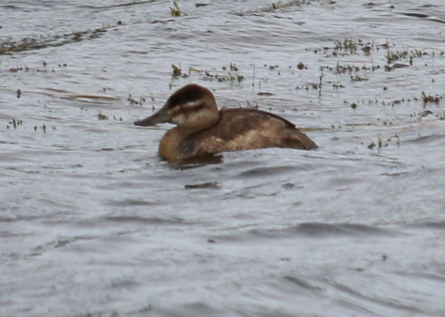 Ruddy Duck - ML620653293