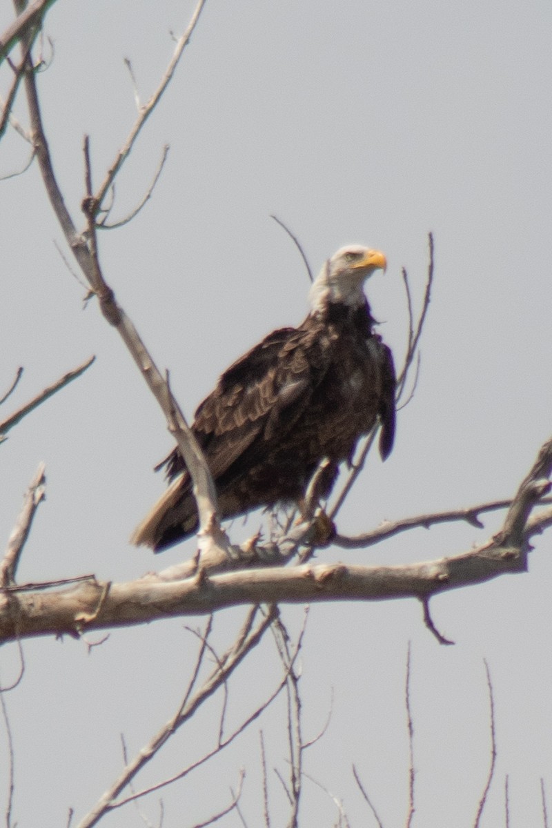 Weißkopf-Seeadler - ML620653294