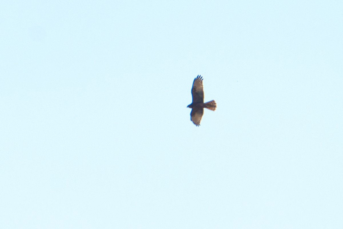 Swamp Harrier - Helen Leonard