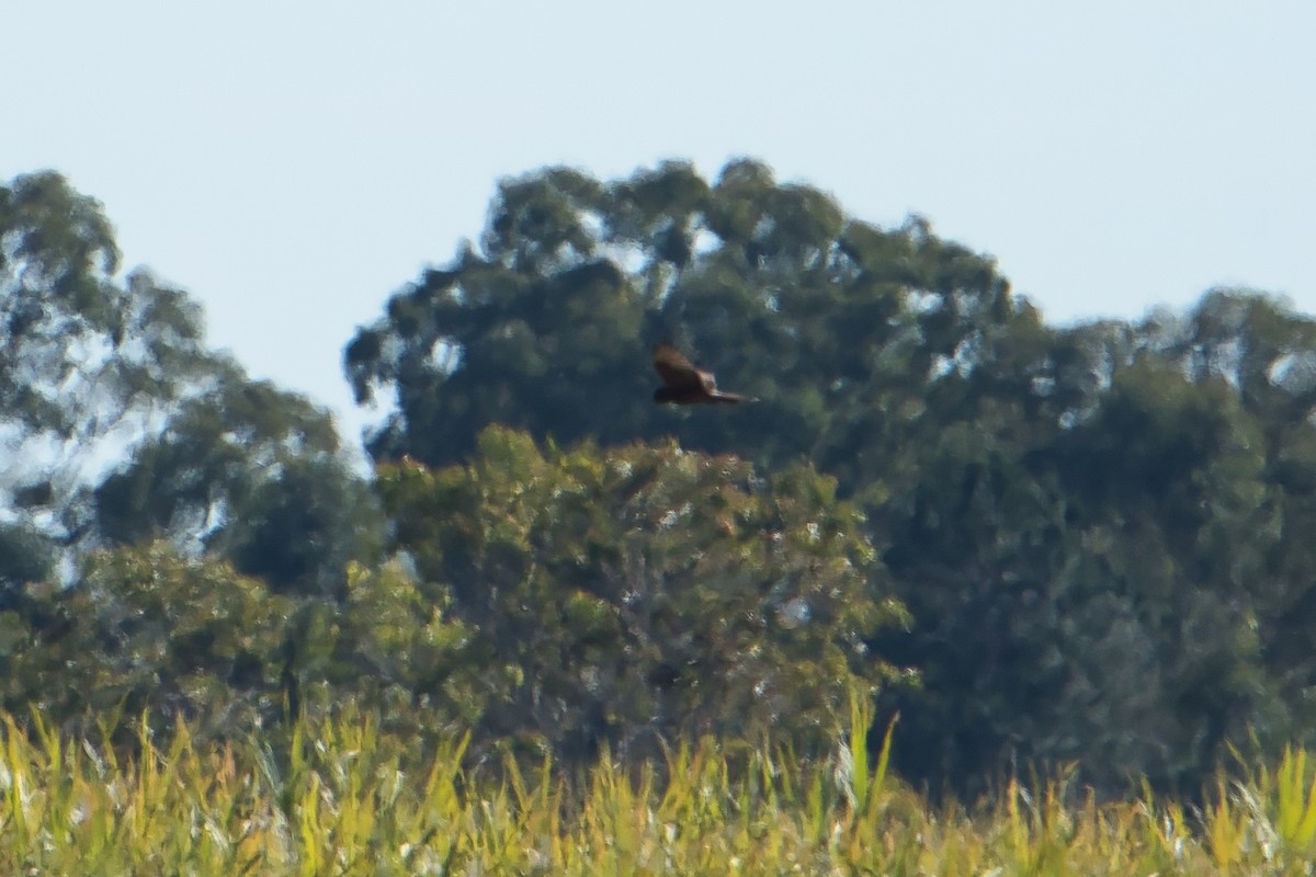 Swamp Harrier - ML620653302