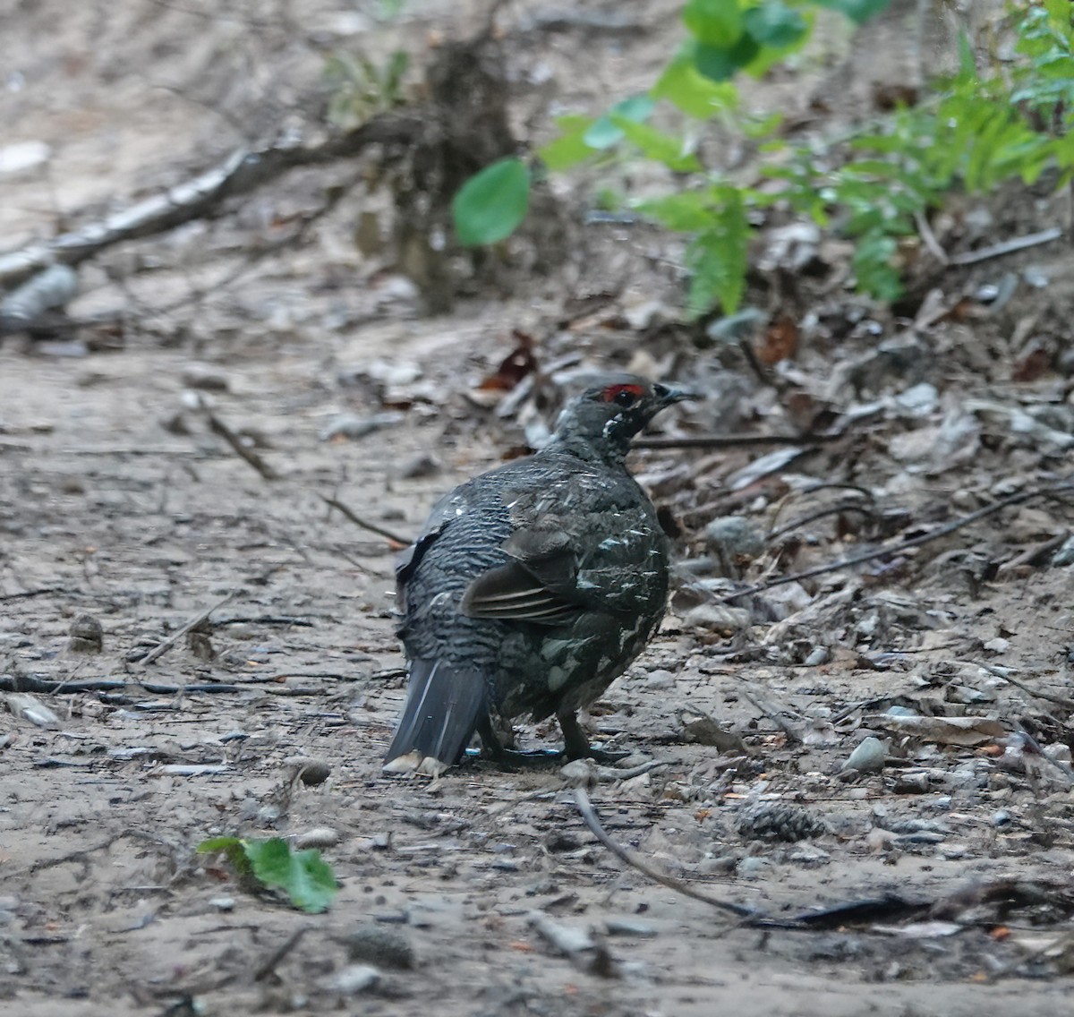 Spruce Grouse - ML620653308