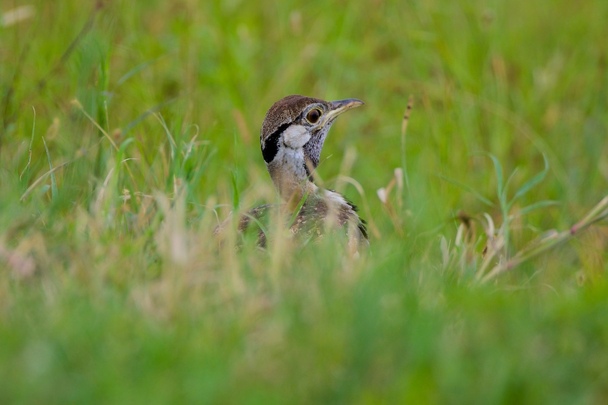 Black-bellied Bustard - ML620653314