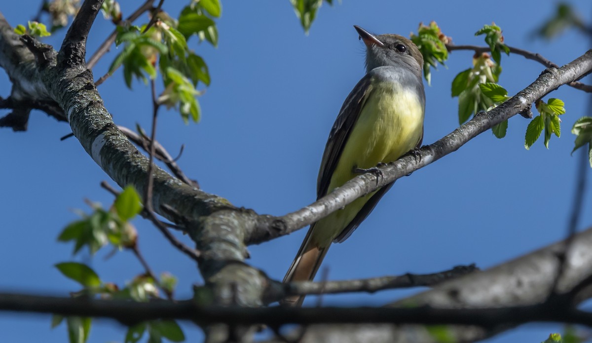 Great Crested Flycatcher - ML620653315