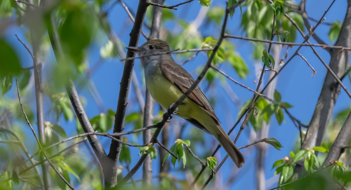 Great Crested Flycatcher - ML620653316