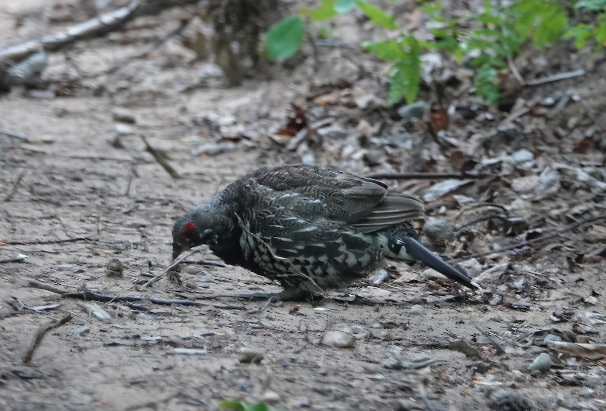 Spruce Grouse - ML620653318