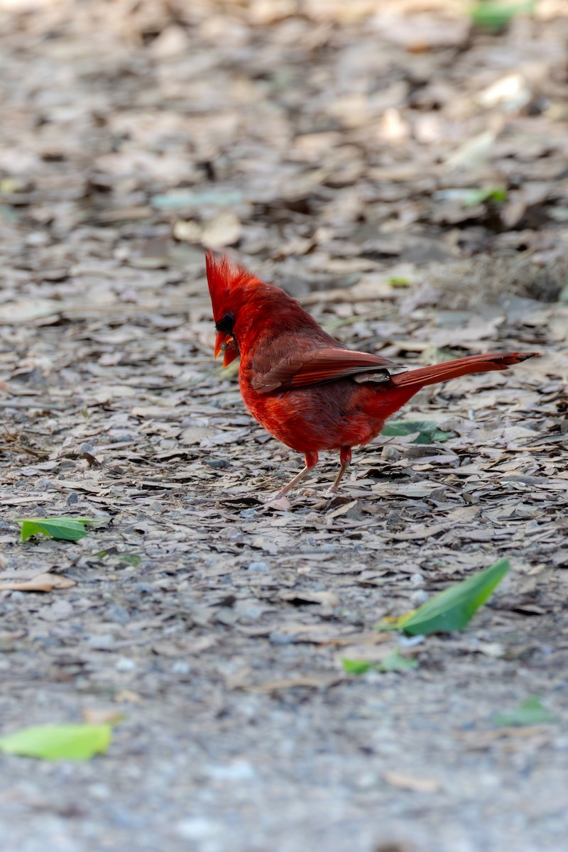 Northern Cardinal - ML620653322