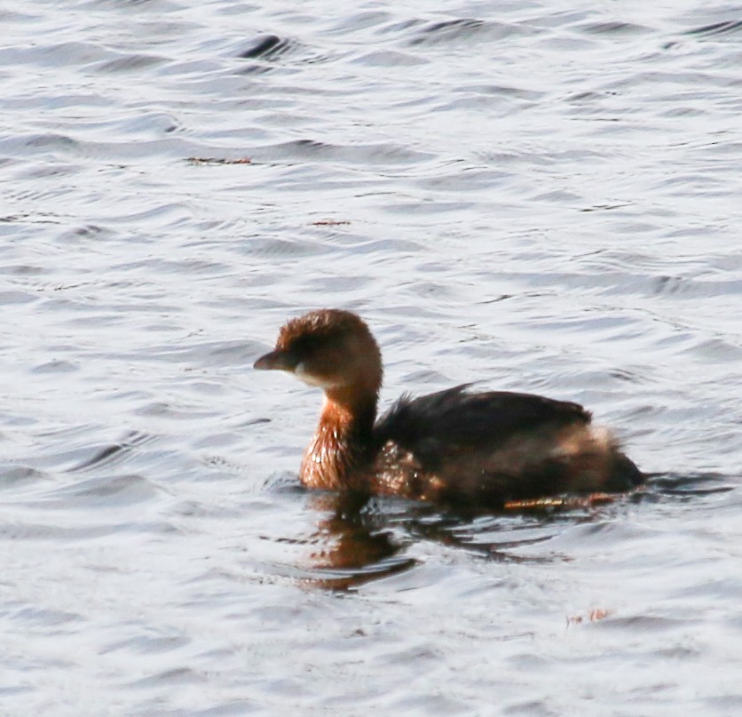 Horned Grebe - ML620653325