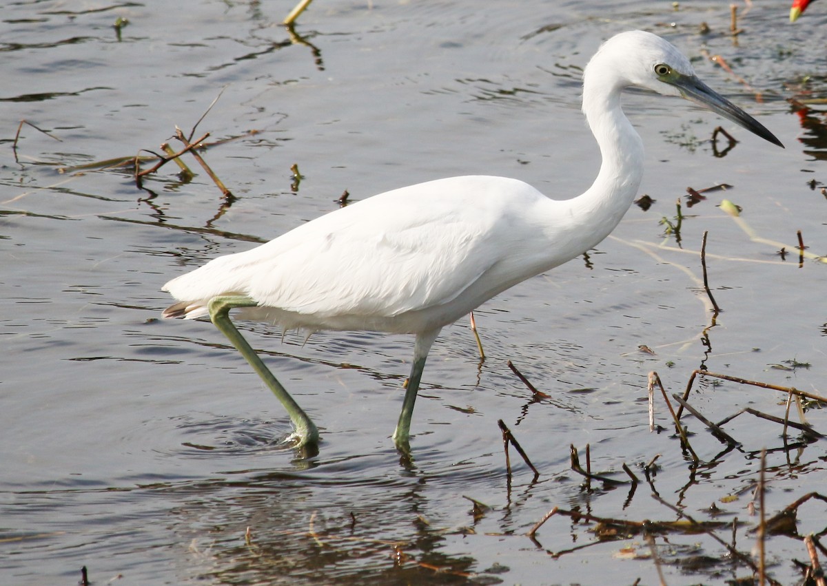 Little Blue Heron - ML620653331