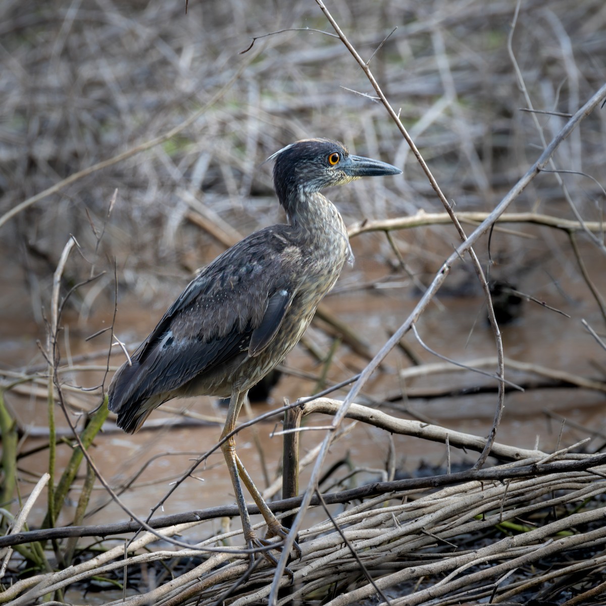 Yellow-crowned Night Heron - ML620653333