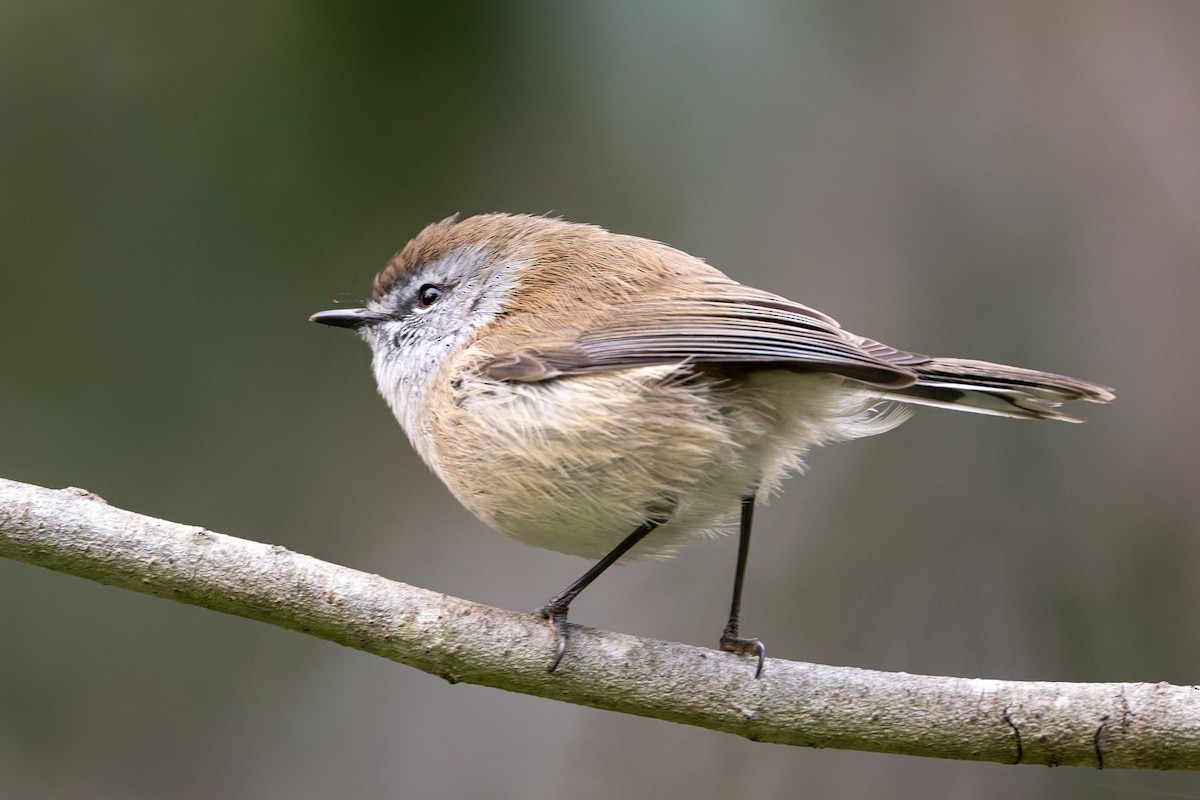 Brown Gerygone - ML620653337