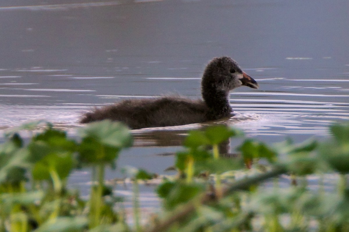 Red-knobbed Coot - ML620653339