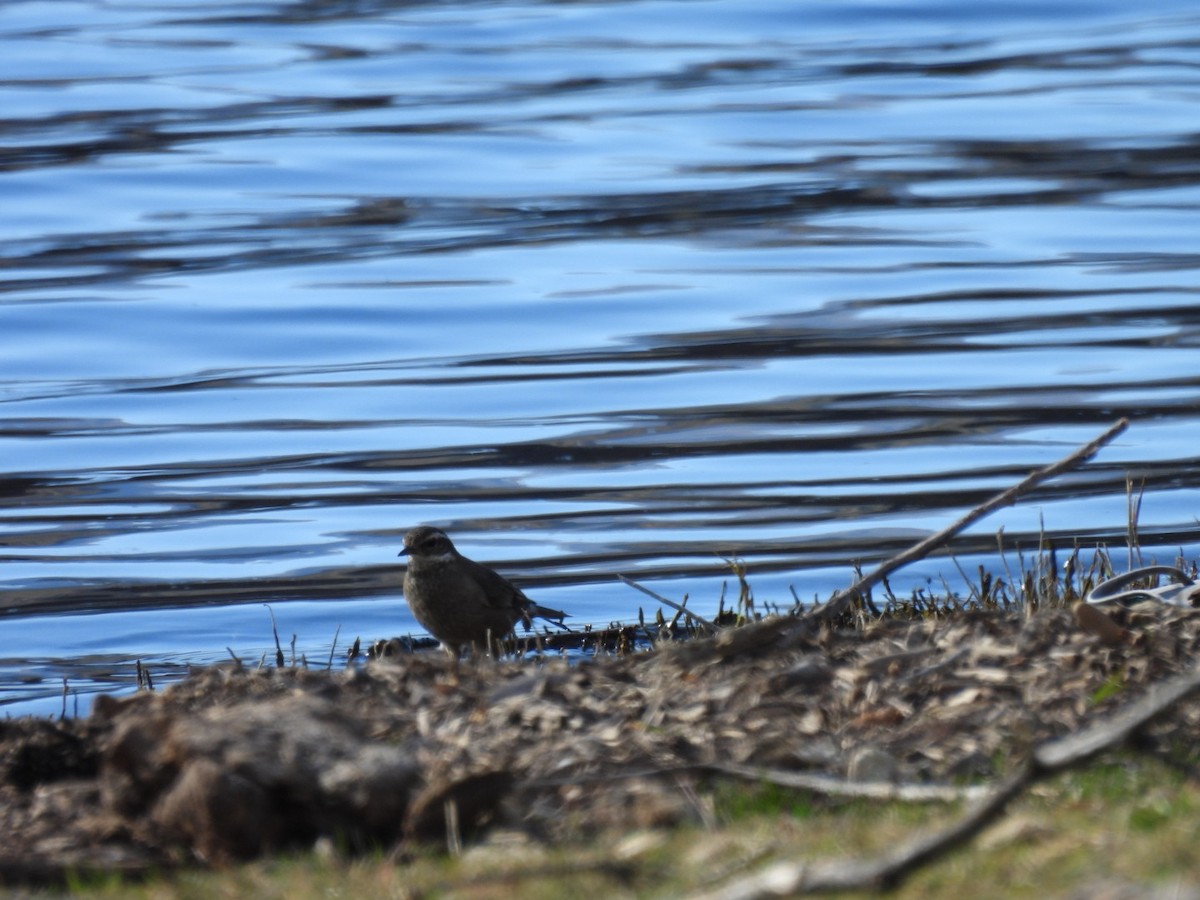 Buff-winged Cinclodes - ML620653344