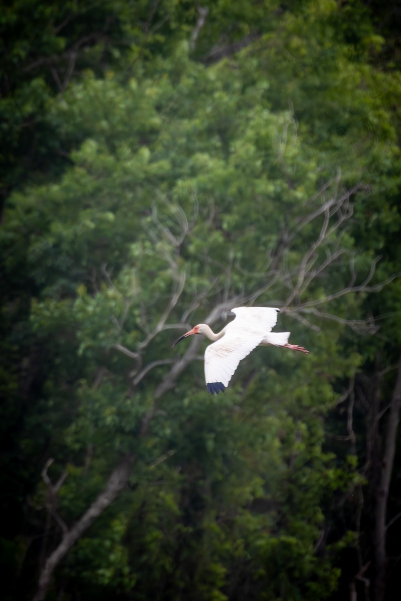 White Ibis - ML620653345