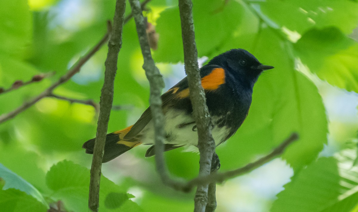 American Redstart - ML620653346