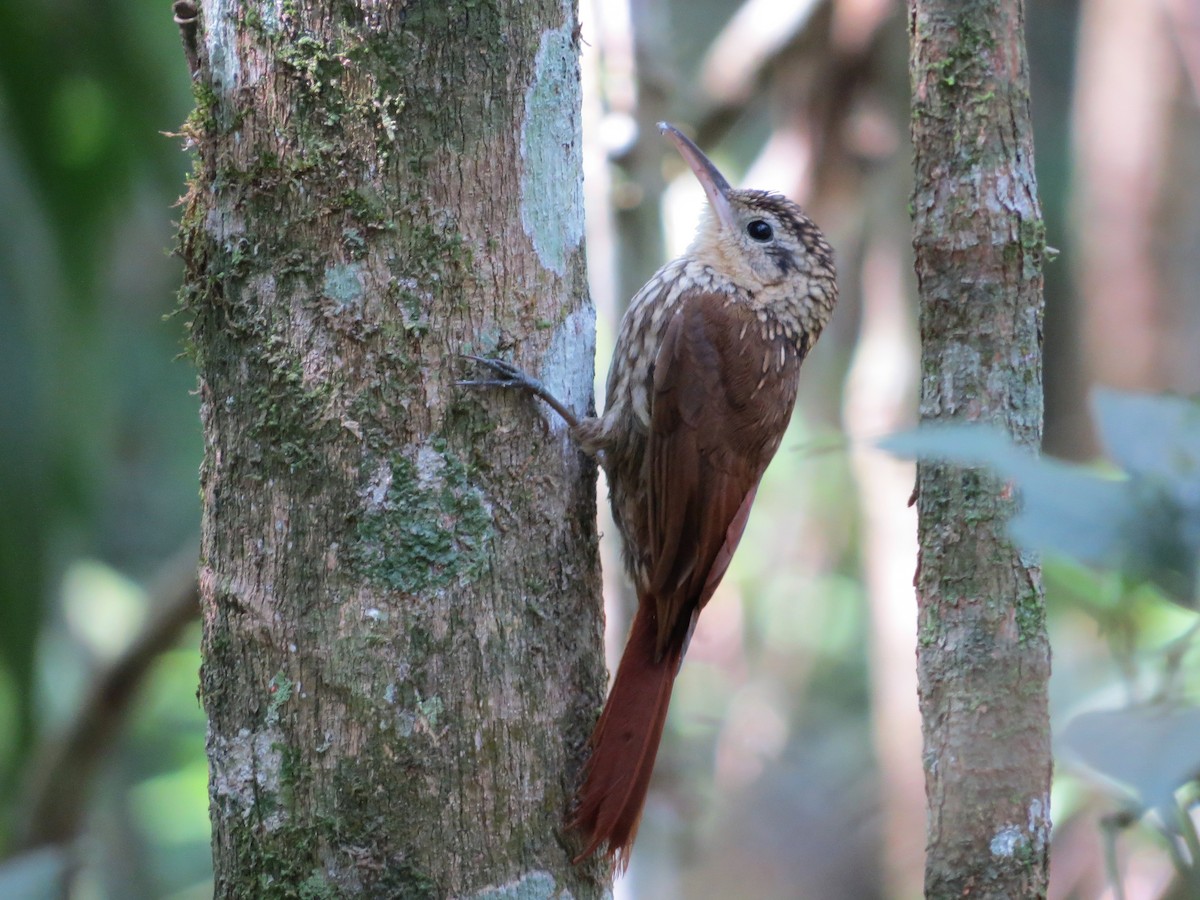 Lesser Woodcreeper - André Tostes Tostes