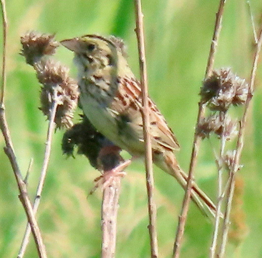 Henslow's Sparrow - ML620653348