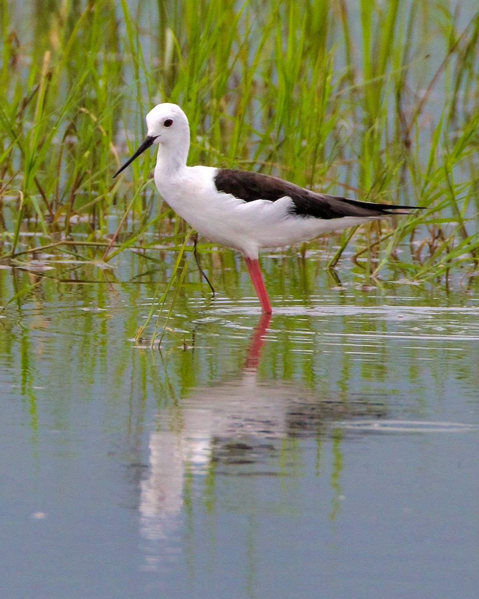 Black-winged Stilt - ML620653349