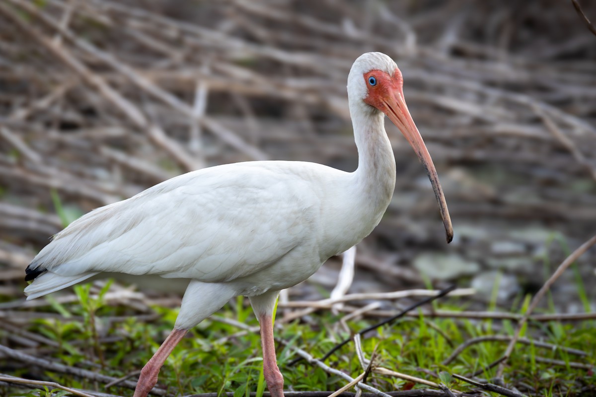 White Ibis - ML620653350