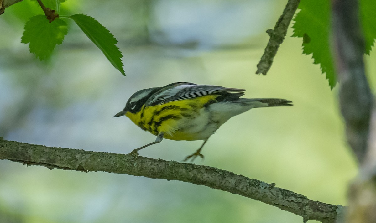 Magnolia Warbler - ML620653354