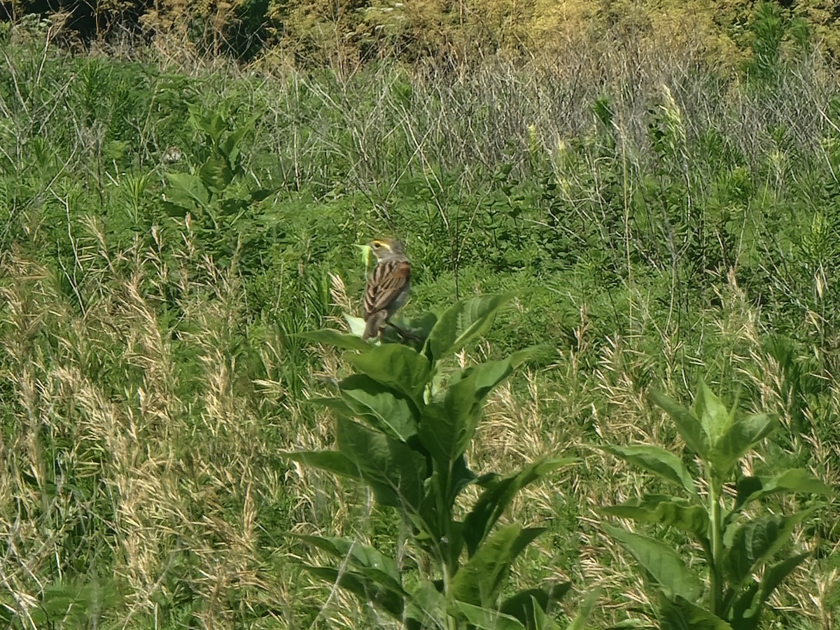 Dickcissel - ML620653355