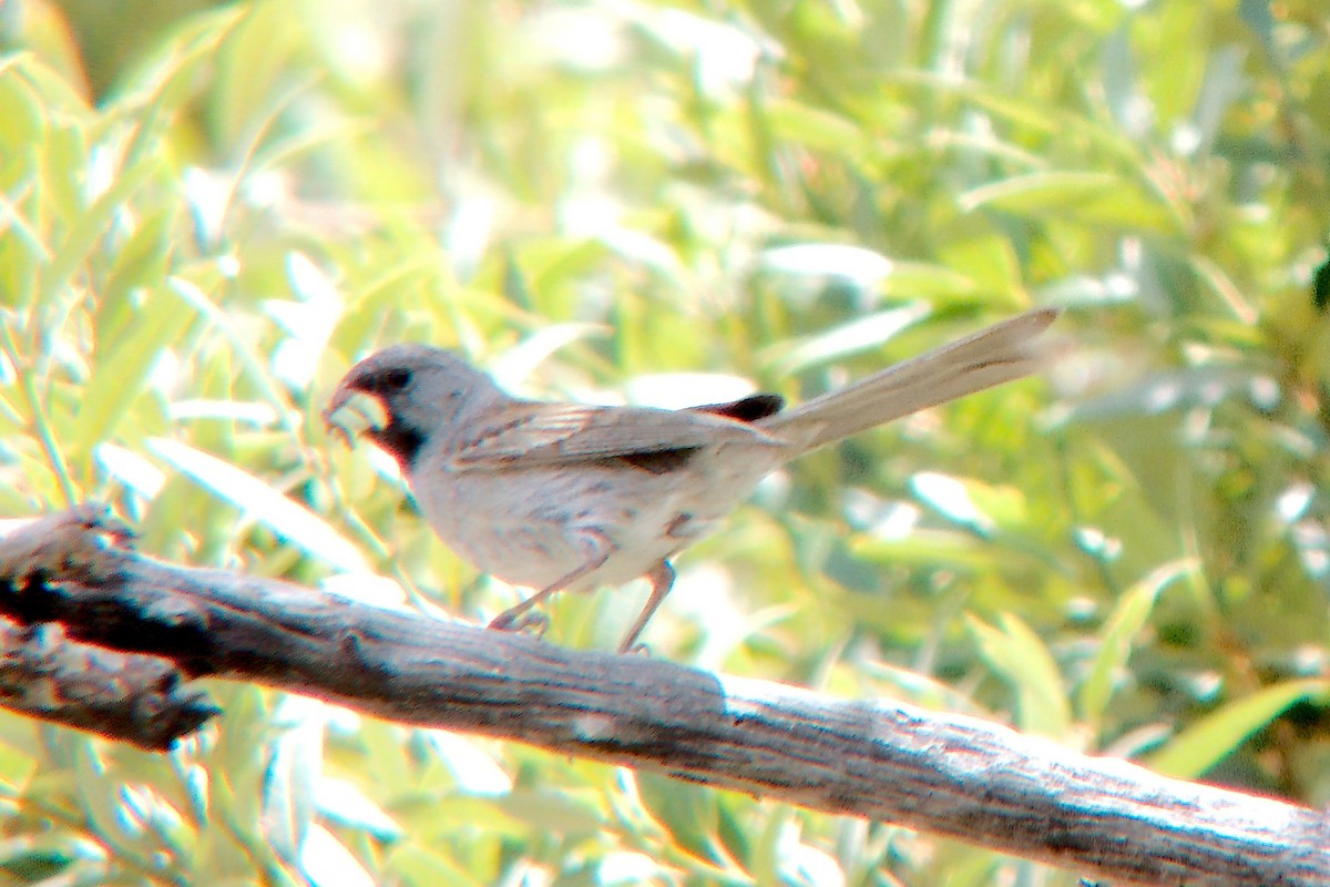 Black-chinned Sparrow - ML620653358