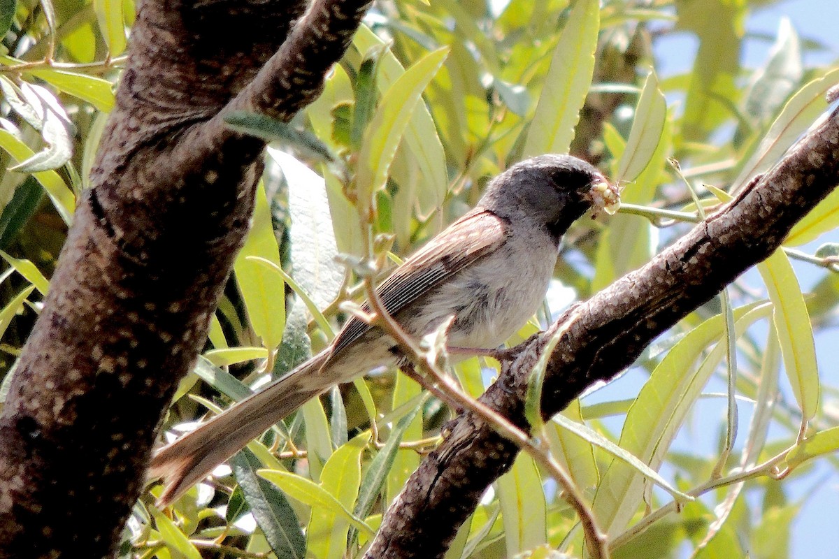 Black-chinned Sparrow - ML620653359