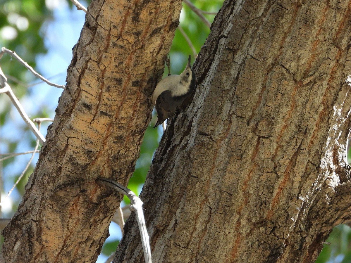 White-breasted Nuthatch - ML620653360