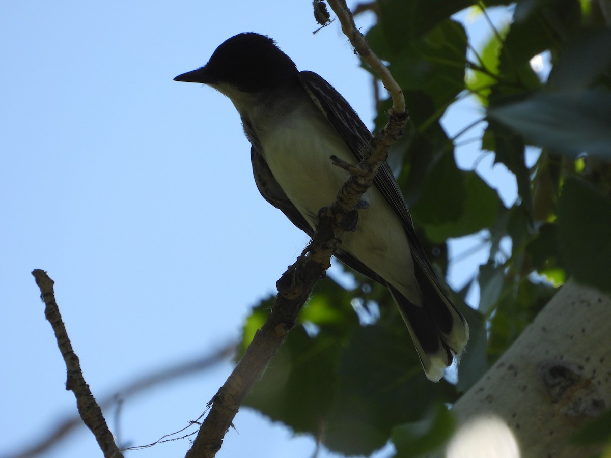 Eastern Kingbird - ML620653361