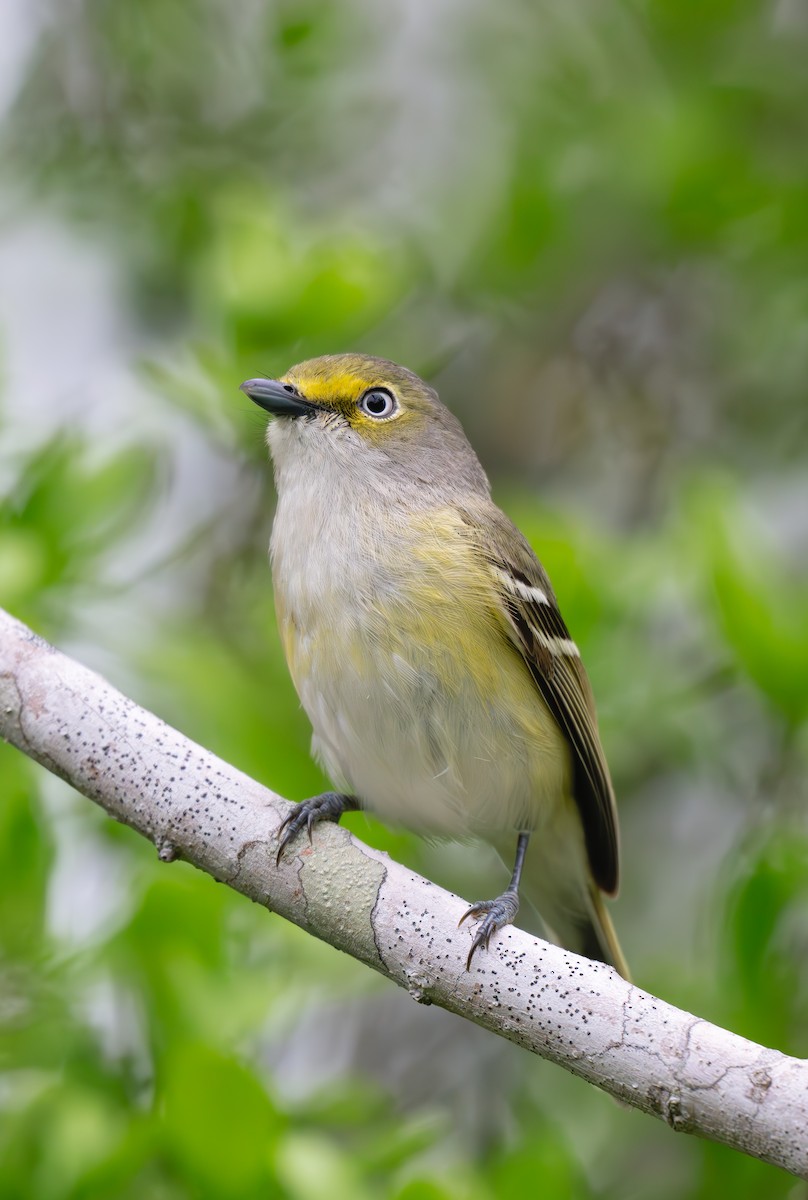 Ak Gözlü Vireo - ML620653362