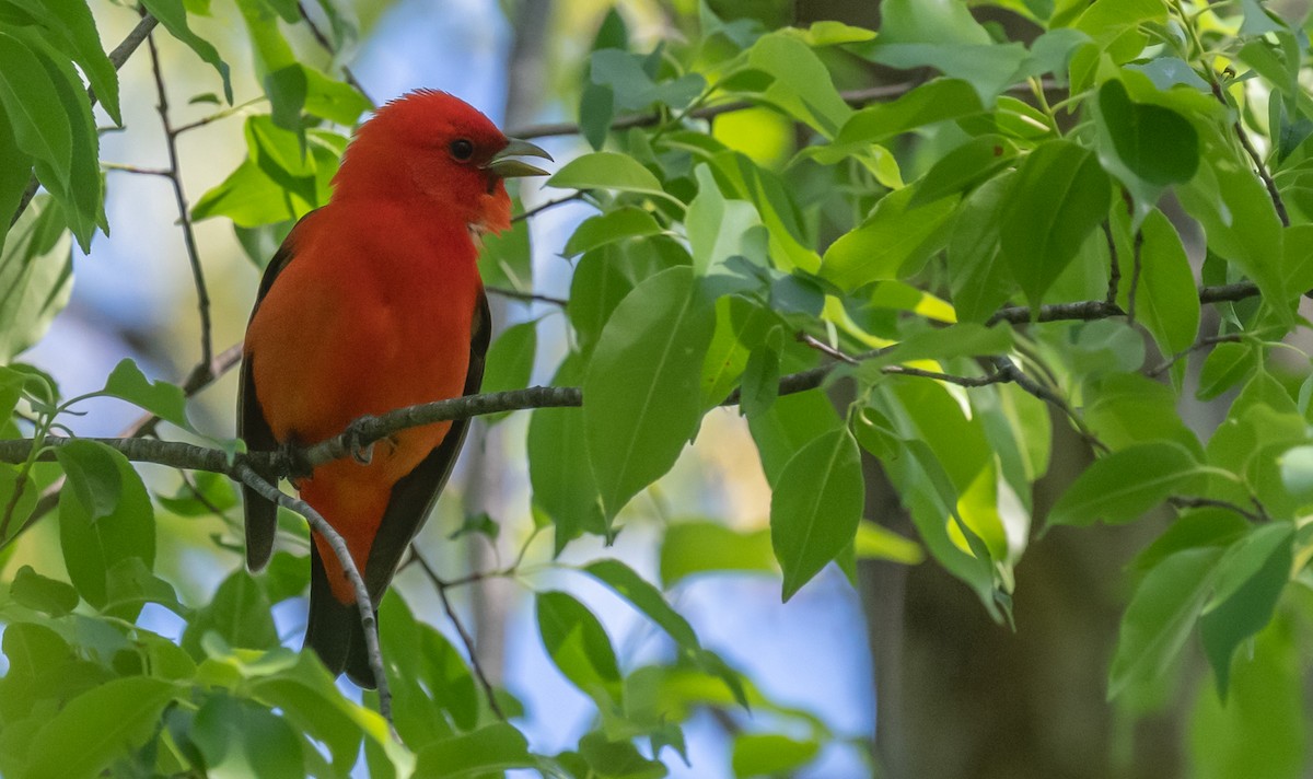 Scarlet Tanager - ML620653364