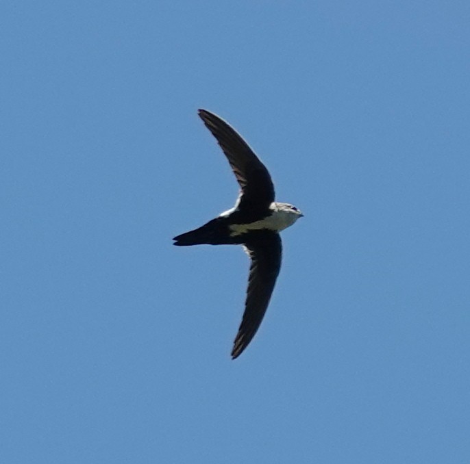 White-throated Swift - ML620653367