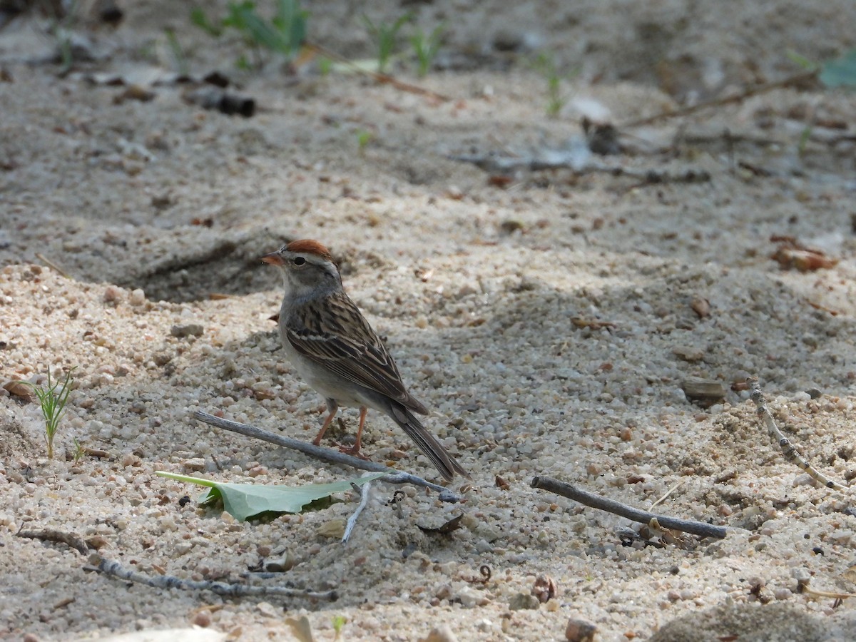 Chipping Sparrow - ML620653368