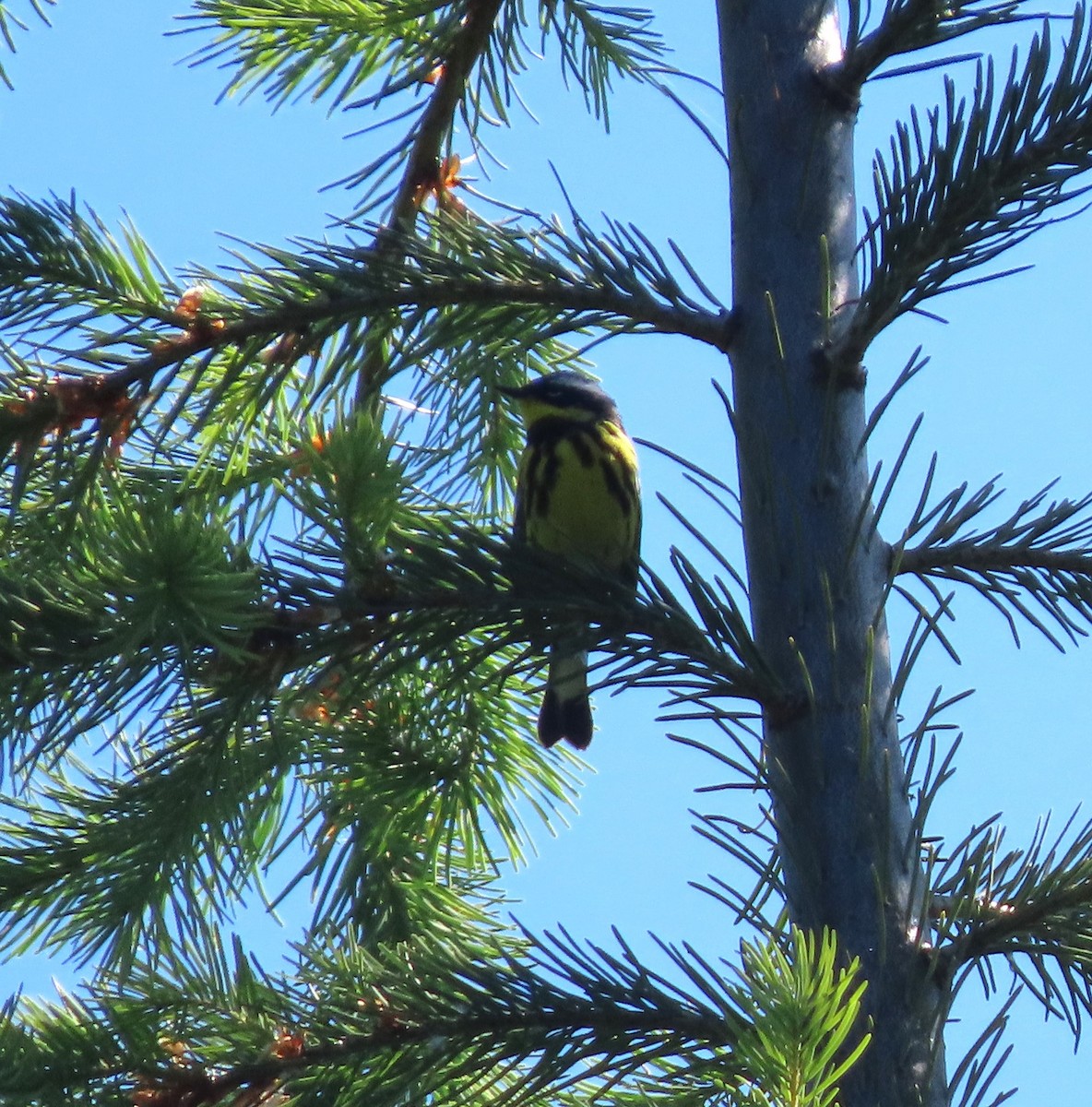 Magnolia Warbler - ML620653379